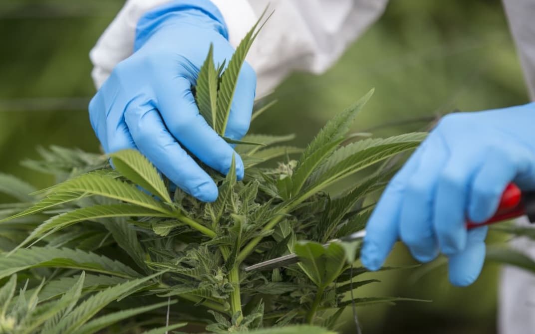 هل القنب هو القادم إلى لبنان أم الحشيشة؟ إليك الفرق