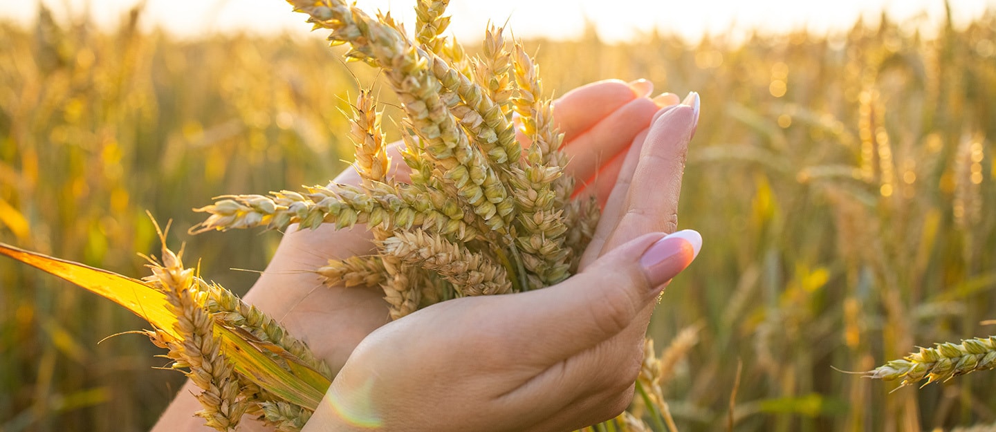 الأمن الغذائي (إنترنت)