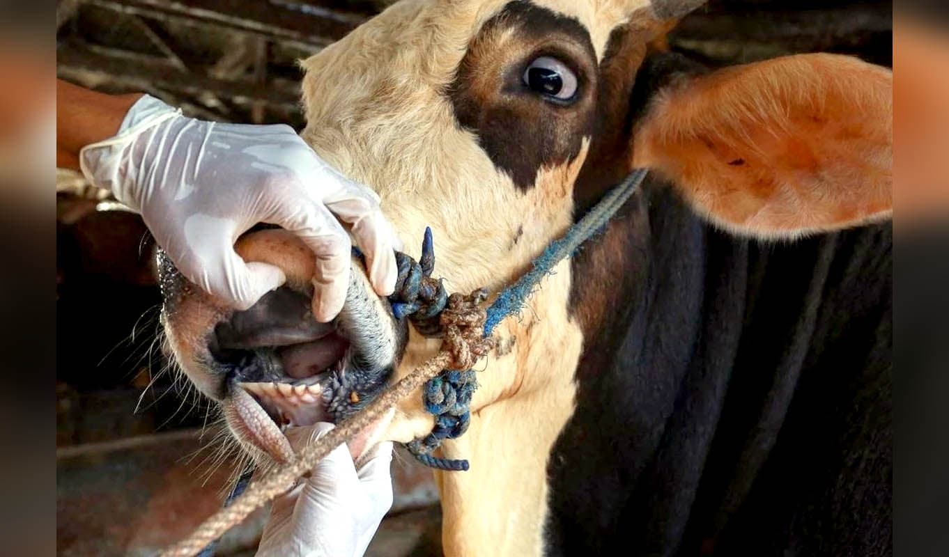 لبنان يسجل حالات مؤكدة من الحمى القلاعية وسط مخاوف متزايدة على الأمن الغذائي